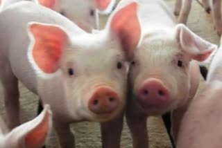 MP Morena swine fever death