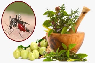 Etv BharatMalaria Treatment In Ayurveda