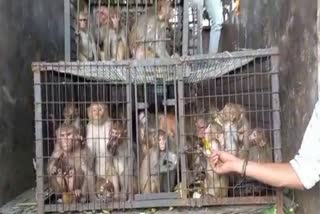 monkeys cruelty in sonipat
