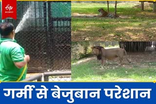 Coolers installed for tiger and lion in Tata Zoo