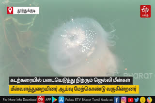 Fisheries department examines the jelly fish washed ashore in the Tuticorin port