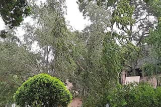 Cyclone Biparjoy : સુરતમાં ભારે પવન સાથે અનેક વૃક્ષો ધરાશાયી, ડુમસ અને સુવાલી બીચ પર પોલીસ બંદોબસ્ત