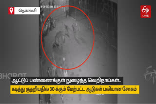 rabies dog attack in sankarankovil