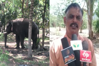 catch the Magna elephant which damage agricultural crops near ANAMALAI Allegations against Forest Ranger