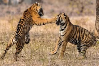 territorial fight of tigers