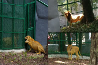 Thiruvananthapuram Zoo  തിരുവനന്തപുരം മൃഗശാല  ലിയോയും നൈലയും  സിംഹങ്ങൾ  ഹൈബ്രിഡ് സിംഹങ്ങൾ  ഹനുമാൻ കുരങ്ങ്  lions  news lions at zoo  Leo and Naila