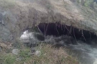 Rat Damaged Dam in Siwan water entered Khaspur village due to canal cutting