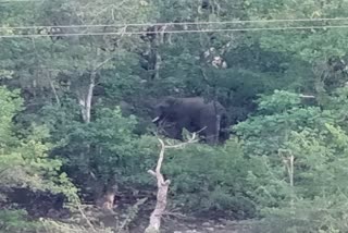 Group of five elephants in Anuppur