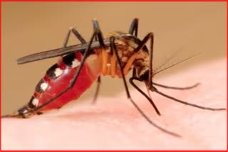 Dengue kills 18 year Old Girl