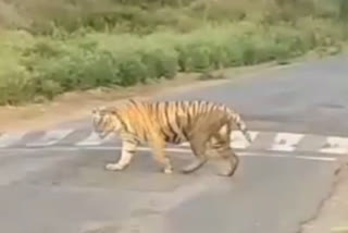 tigress ST 9 reached alwar Jaipur road