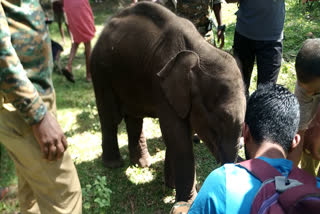 Wild calf in residential area of Attappadi  Wild calf in residential area  Wild calf  കുട്ടിയാനയെ നാട്ടിലുപേക്ഷിച്ച് അമ്മയാന കാടുകയറി  വനം വകുപ്പ്  അട്ടപ്പാടി