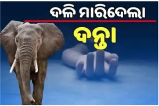 youth killed by elephant attacks in angul