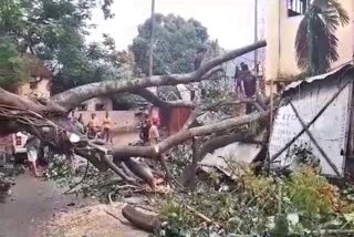 A huge tree fell on the road in Khanapara