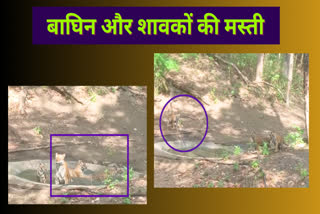 tigress DJ playing with cubs in water