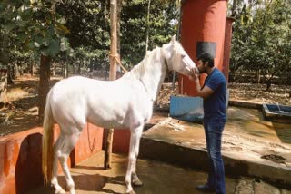 etv bharat,darshan, challenging star darshan,animal lover, dacchu