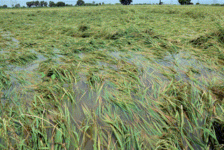 கனமழை காரணமாக பல ஆயிரம் ஏக்கர் நெற்பயிர்கள் நாசம்... விவசாயிகள் வேதனை