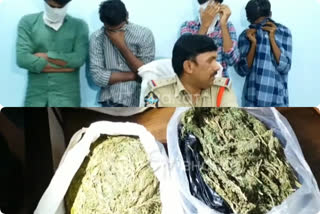 2-dot-50-kgs-ganjai-seized-in-guntur-distirct