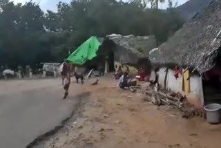 navamalai tribal  wild elephant damaged houses in Nava Mountain  tribes rehabilitation of the wild elephant damaged houses  யானை சேதப்படுத்திய வீடுகளை சீரமைத்து தர பூர்வகுடிகள் கோரிக்கை