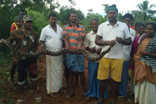 http://10.10.50.85//tamil-nadu/25-November-2019/tn-vlr-03-python-caught-pic-scr-tn10018_25112019170656_2511f_1574681816_873.jpg