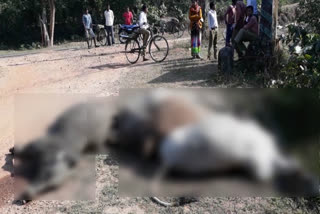 four-cow-dynasties-found-dead-in-balaghat