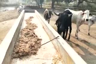 cows are dying of hunger in absence of fodder in basti
