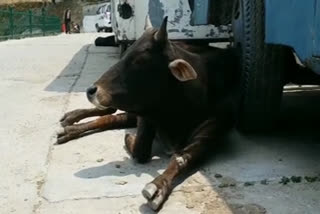 पौड़ी में आवारा पशुओं से समस्या, stray animals in puri news