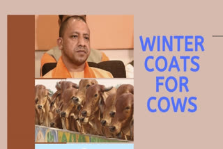 CM Yogi’s new order, after houses, coats will be provided for cows