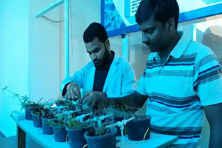 students-made-electricity-from-grass-at-rani-durgavati-university-science-center-jabalpur