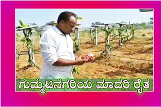 ಡ್ರ್ಯಾಗನ್​ ಬೆಳೆದ ರೈತನ ಸುದ್ದಿ, Vijayapura farmer news,