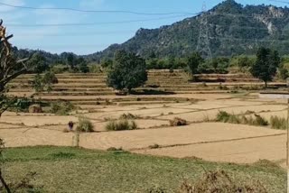 गेहूं, जौ व लहसुन की फसलों crops of wheat, barley and garlic