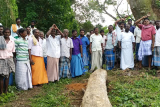 cut down a 150-year-old tree