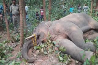 elephant death