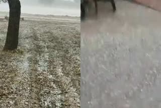 farmers problem due to hail strom in fatehabad