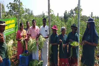 organic farming  organic vegetable harvesting  ജൈവ പച്ചക്കറി വിളവെടുപ്പ്  പരിയാരം ഗ്രാമ പഞ്ചായത്ത്  kannur local news  കണ്ണൂര്‍ പ്രാദേശിക വാര്‍ത്തകള്‍