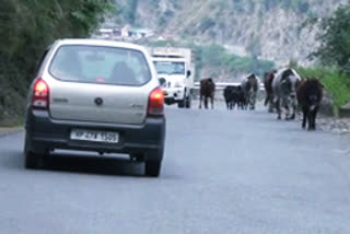 stray cattle on roads of Dalhousie