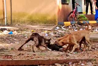 heavy-dogs-wondering-in-kims-hospital-surroundings-in-hubballi