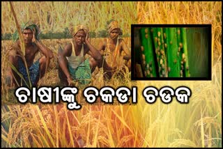 ଚକଡା ପୋକ, chakada pest