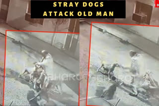 Stray dogs attack old man in Delhi's Lajpat Nagar