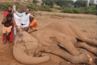 sick female elephant got treatment in dahod