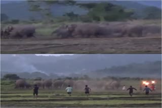 Baksa kumarikata Wild elephant destroy home and paddy field