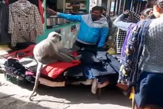 Monkey attracts people in market