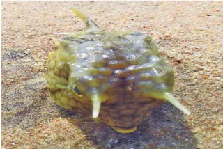 horn frog from vizag