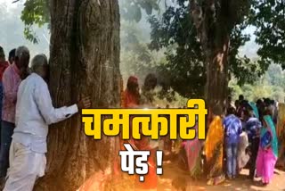 know about miraclious tree in jabalpur