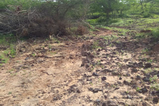 company cut down several trees In Kutch