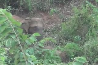 baby elephant died