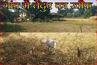 balaghat news,Tiger and leopard terror,टाइगर और तेंदुए का आतंक, ग्रामीण दहशत में