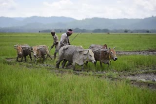 Government’s Support Price Turns Sour for Needy Farmers, Mangamoori Srinivas