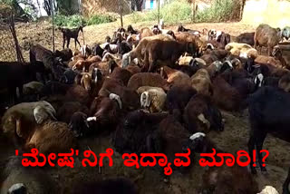 Death of sheeps in Harihara