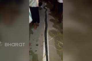 13 feet snake at sirkakulam dst