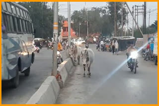 stray cattles in sehore